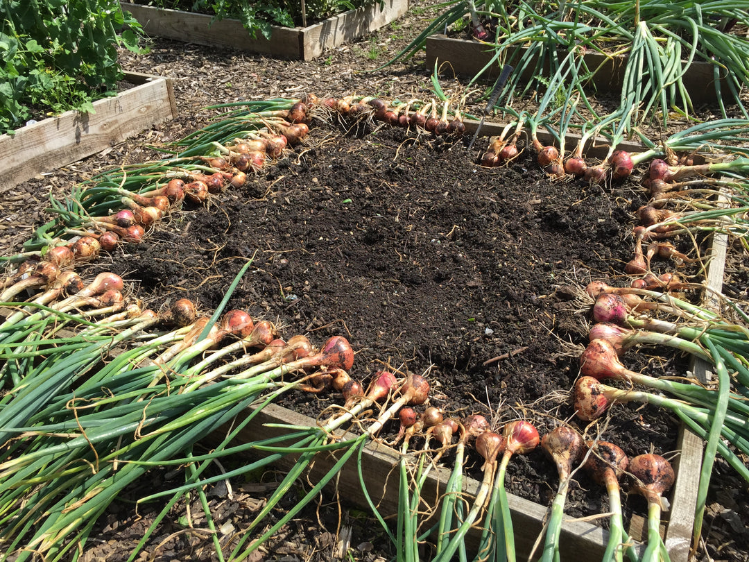 Body, soul and gardening - home-grown produce for a healthy gut