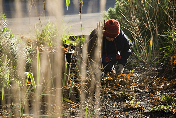 Your January gardening to-do list