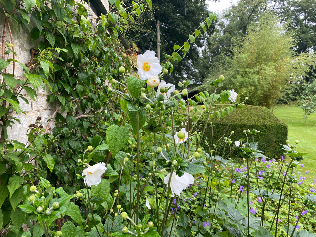 Cut flower corner - what to pick in August