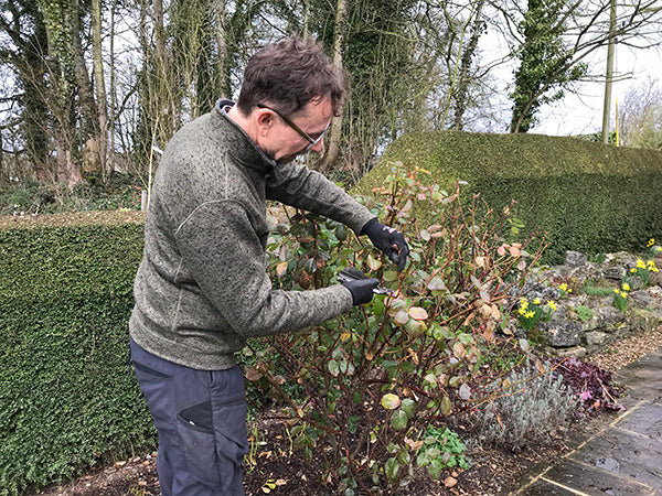 Your March gardening to-do list