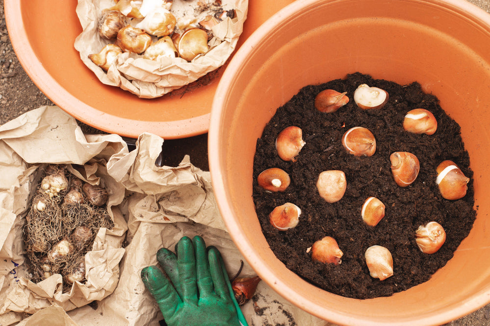 Top of the pots - planting bulbs in a pot