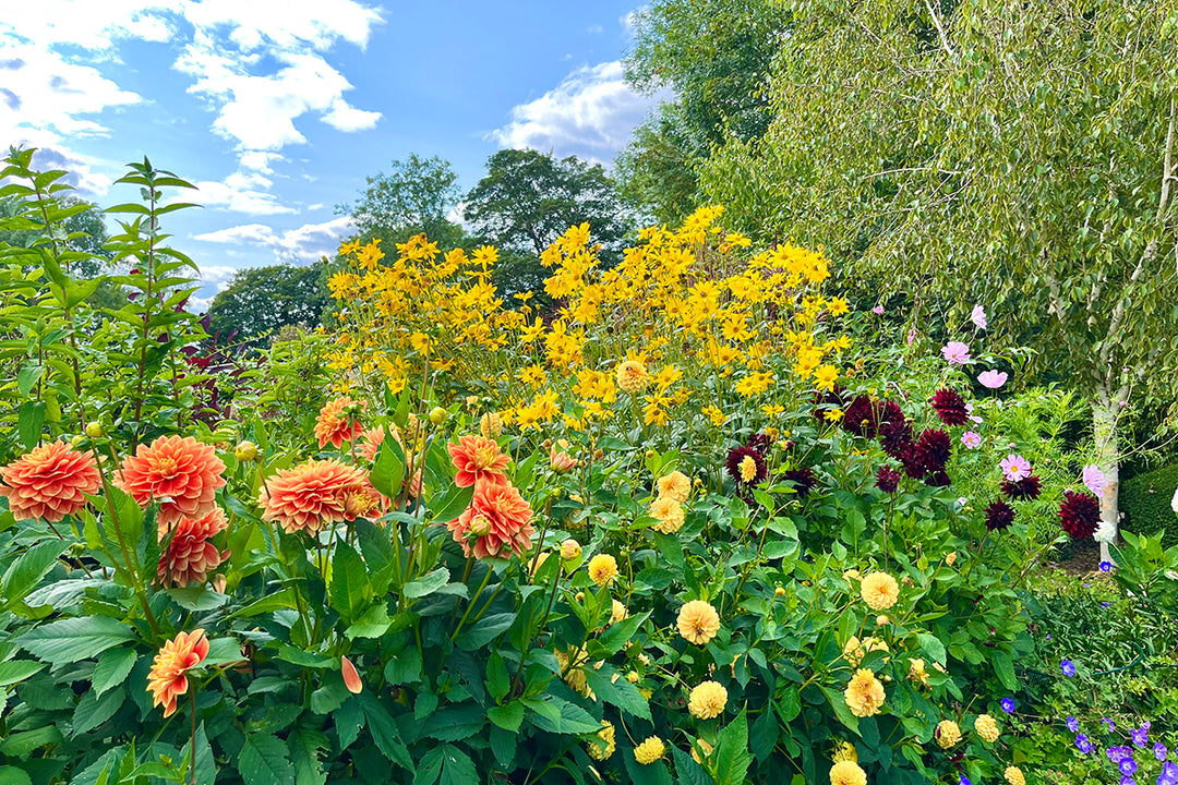 Body, soul and gardening - colourful planting