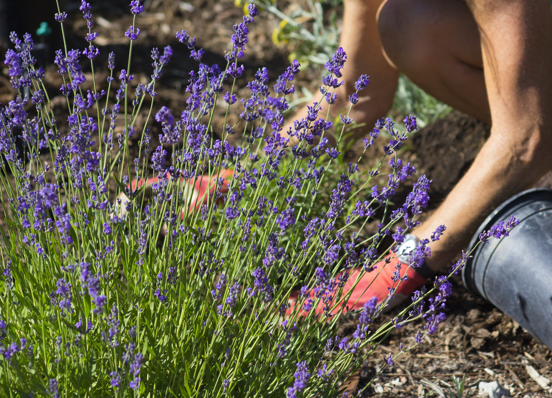 The joys of lavender