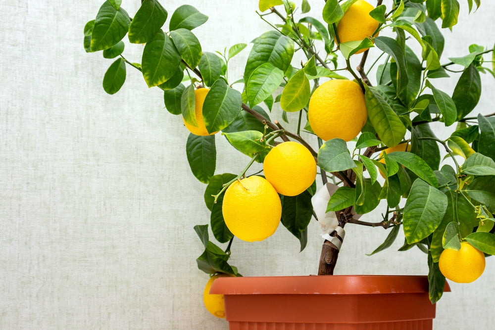 Top of the pots - fruit trees in containers