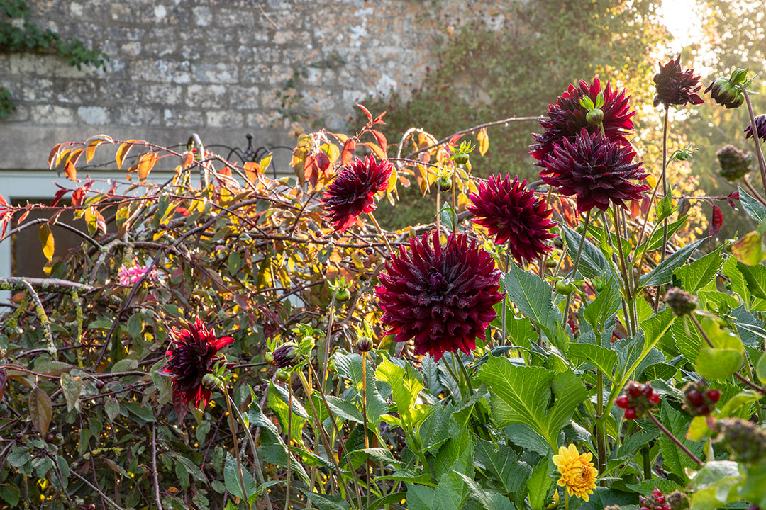 Gardeners' notes - what to do in November