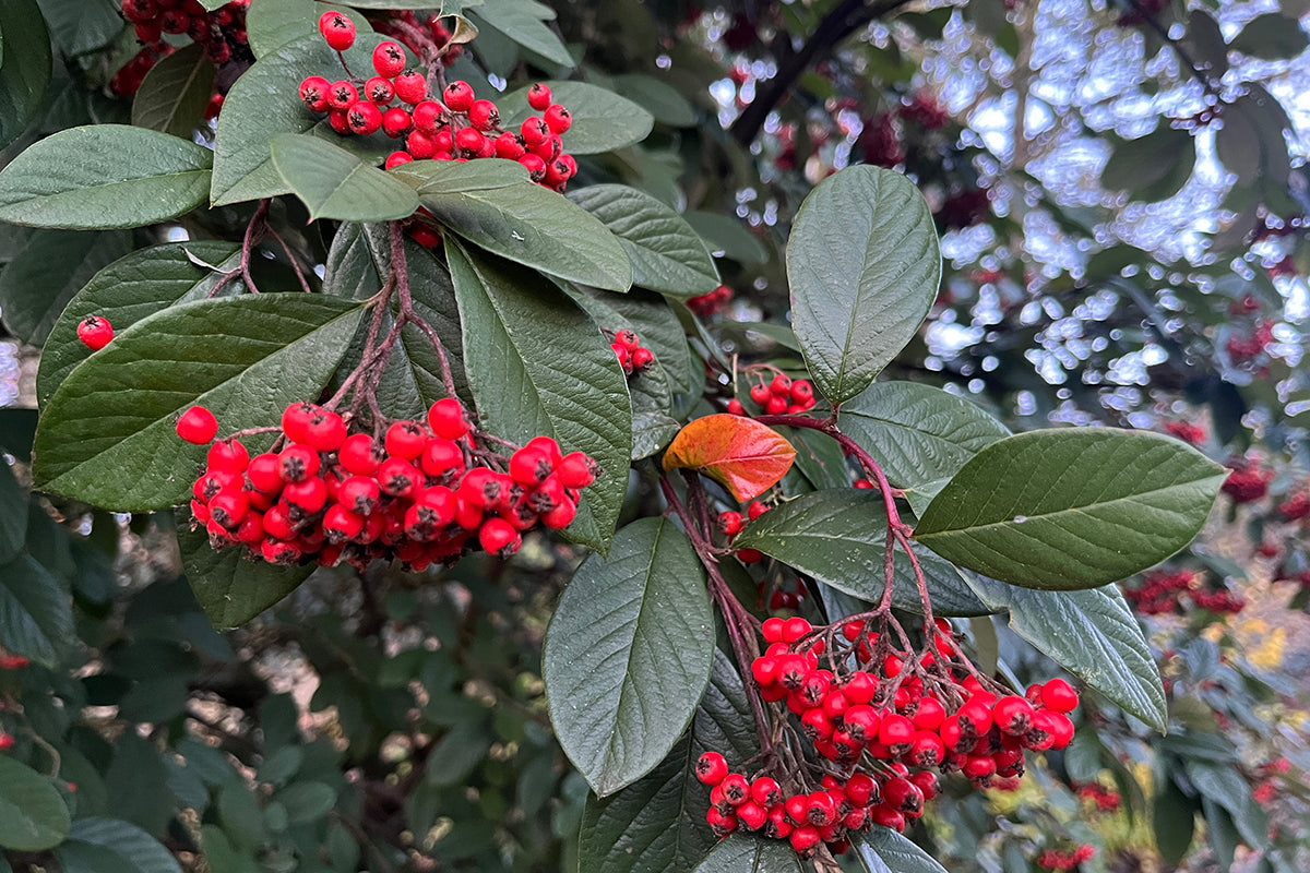 Mock holly - A festive table display