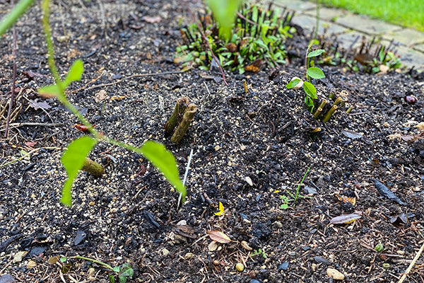 Mulching à la Verey