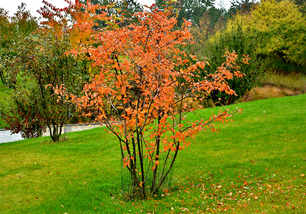 Garden trends - multi-stem trees