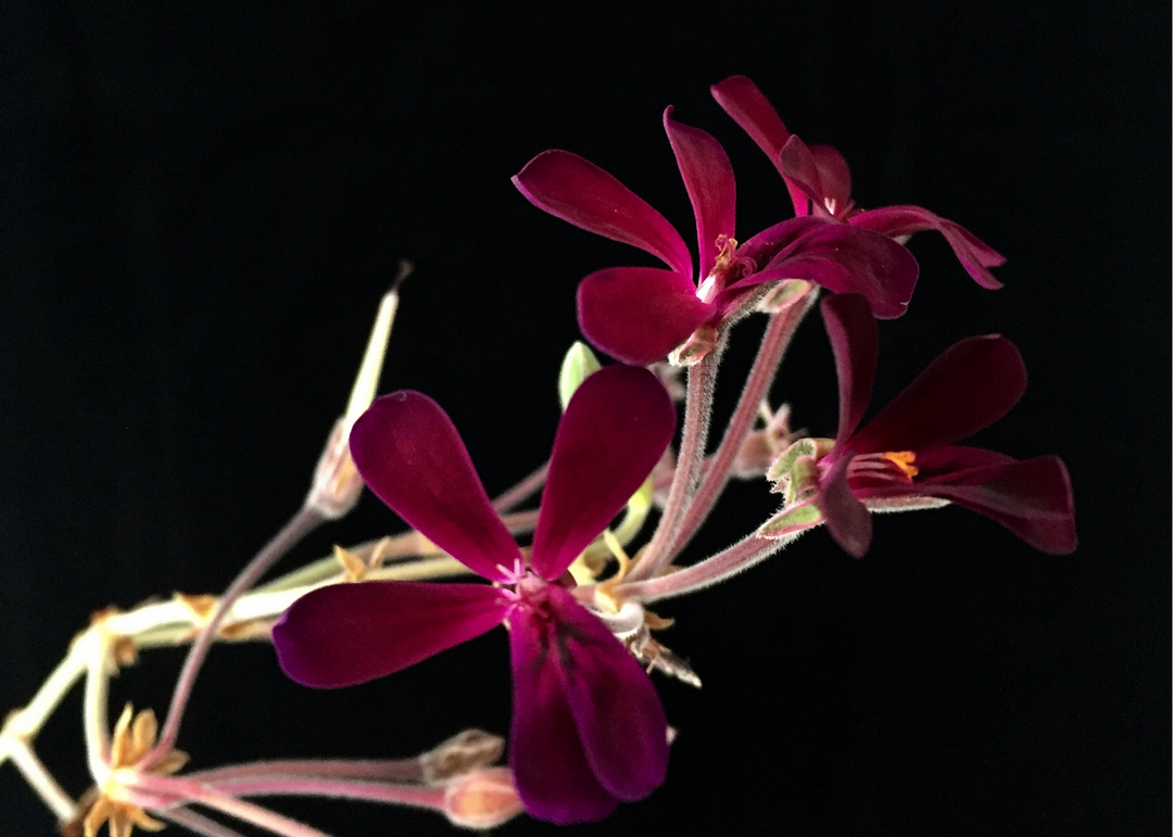 Black in the Garden - Pelargonium sidoides