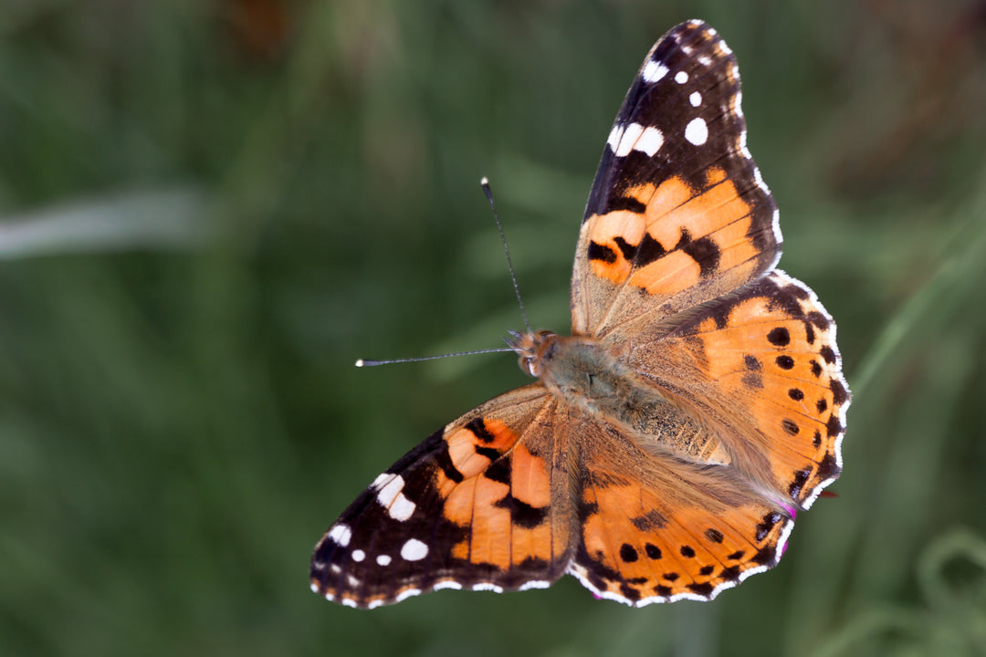 Count the Painted Lady butterfly