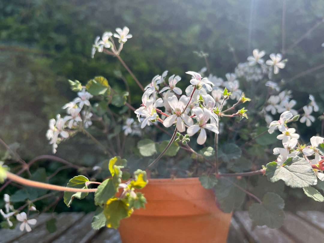 Plant profile - Pelargonium australe