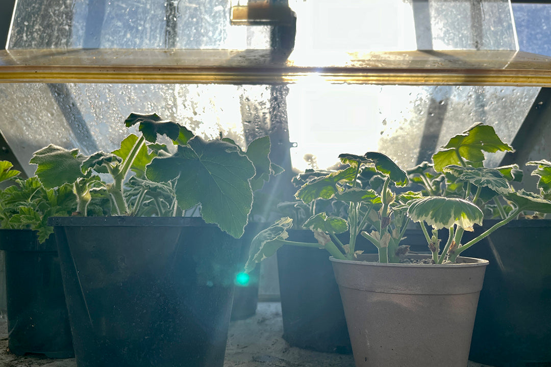 Pelargonium cuttings