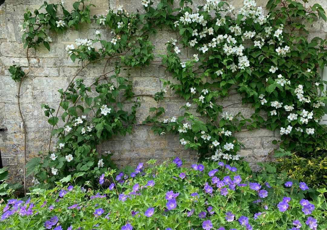 Well-trained mock orange