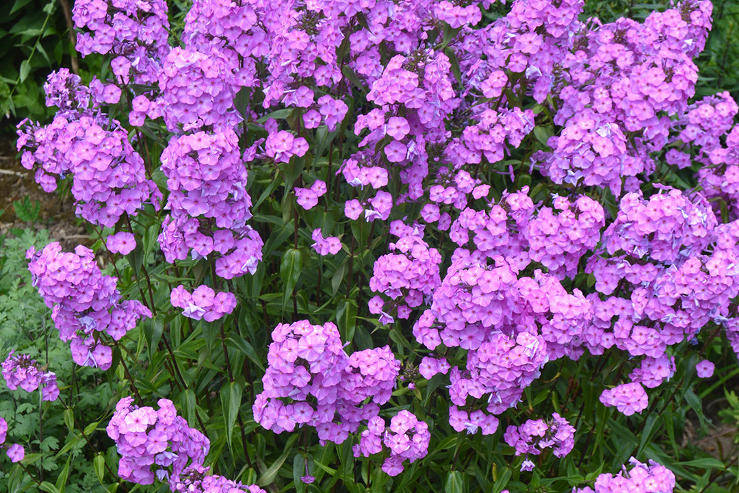 An Ode to Phlox