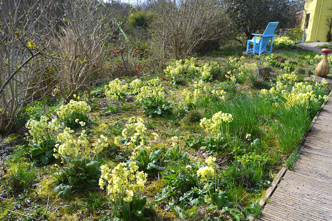 Primula elatior – the Oxlip