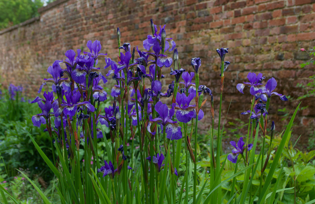 Body,soul and gardening - gardens that bond us