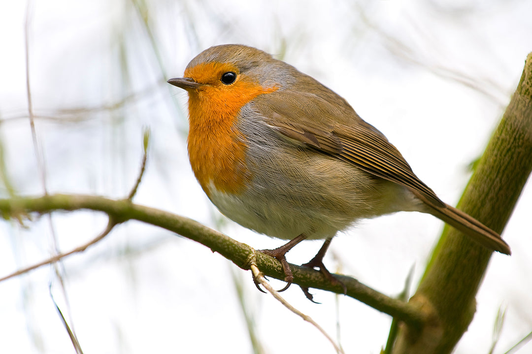 Wildlife in the garden - the robin