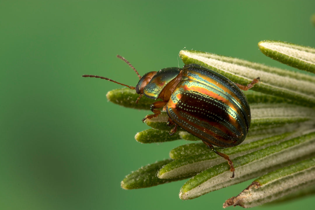 Gardeners can play a part in Citizen Science