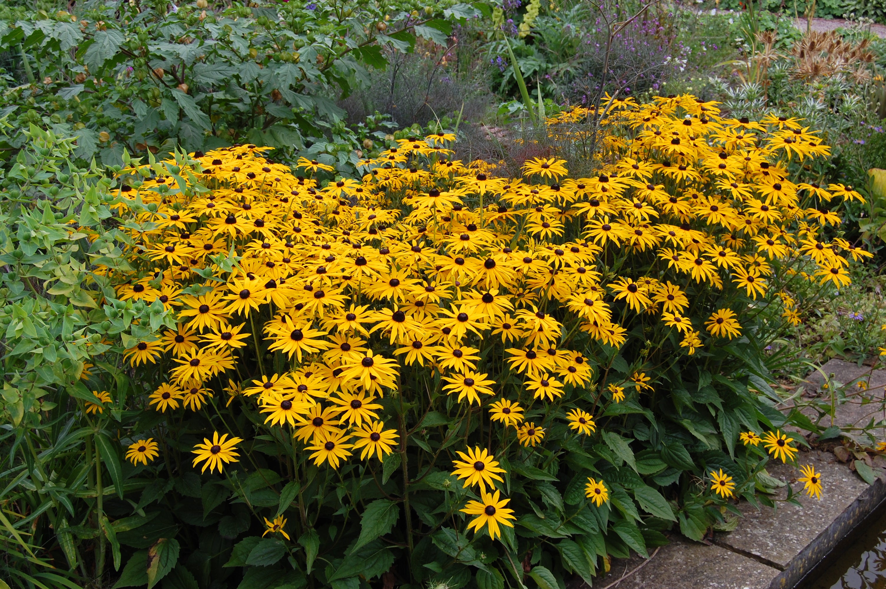 Rudbeckia fulgia 'Goldsturm'