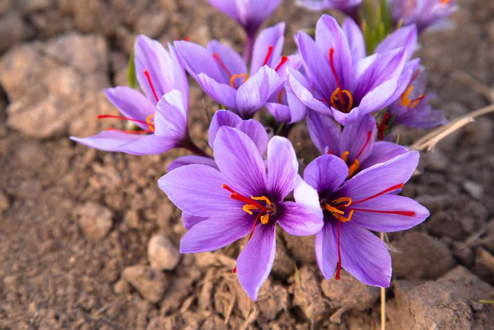 The plants around us - saffron