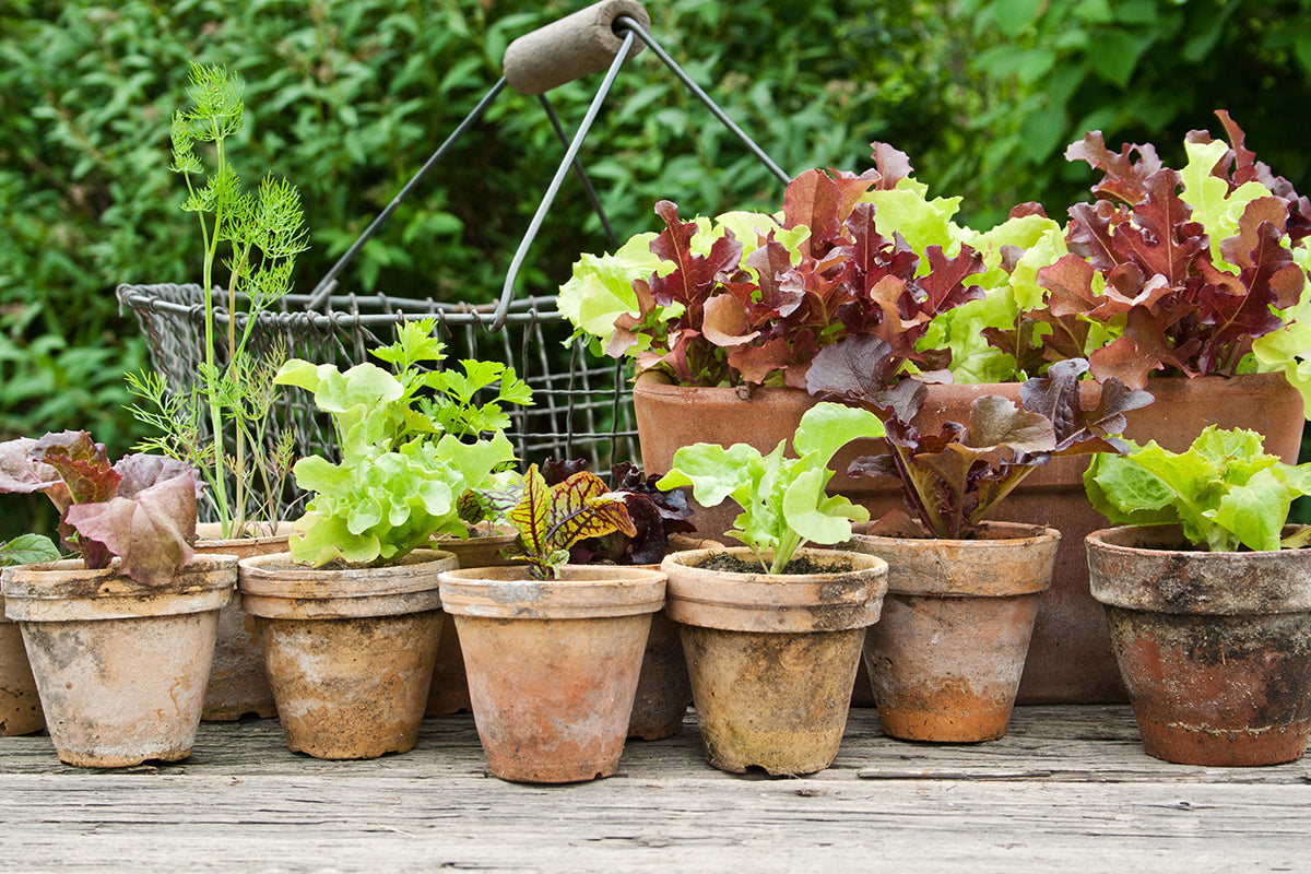 Top of the pots - attractive edibles