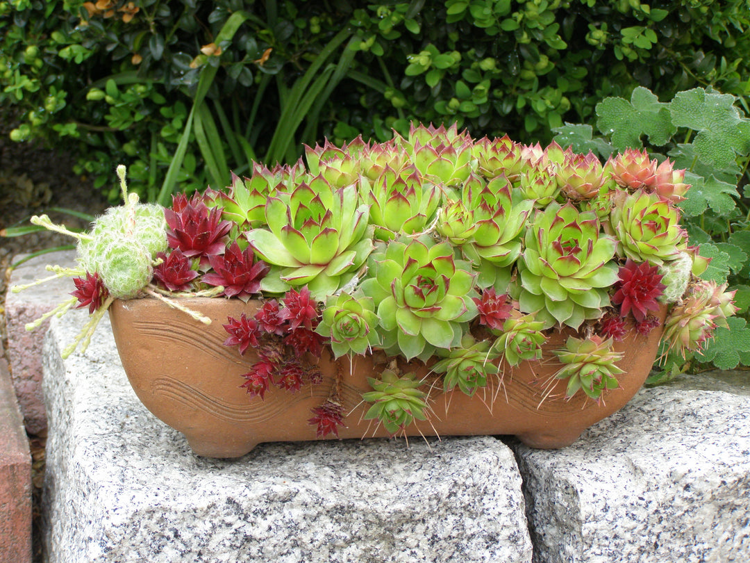 Gardening trends - sedum bowls