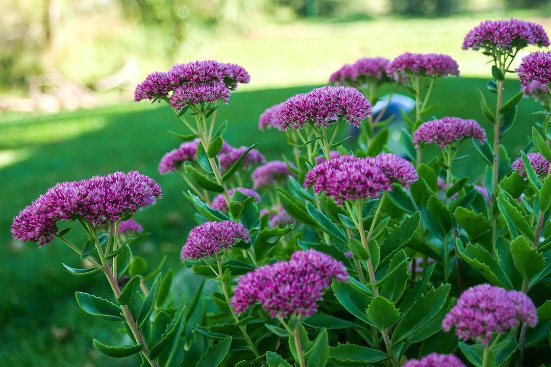 Plant of the month - sedum