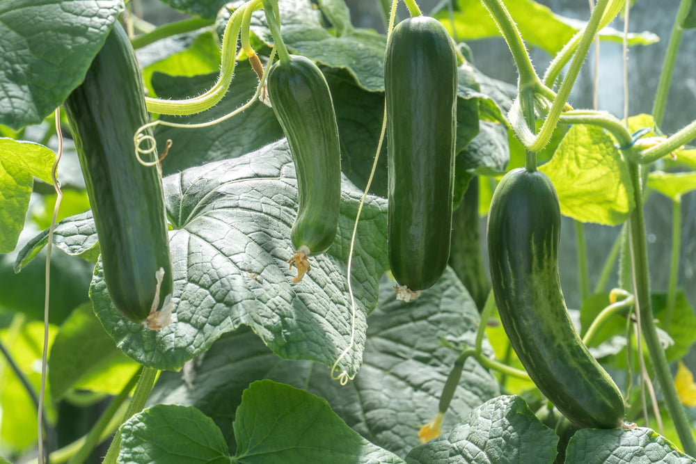 Veg and recipe - Asian shredded courgette and noodle salad