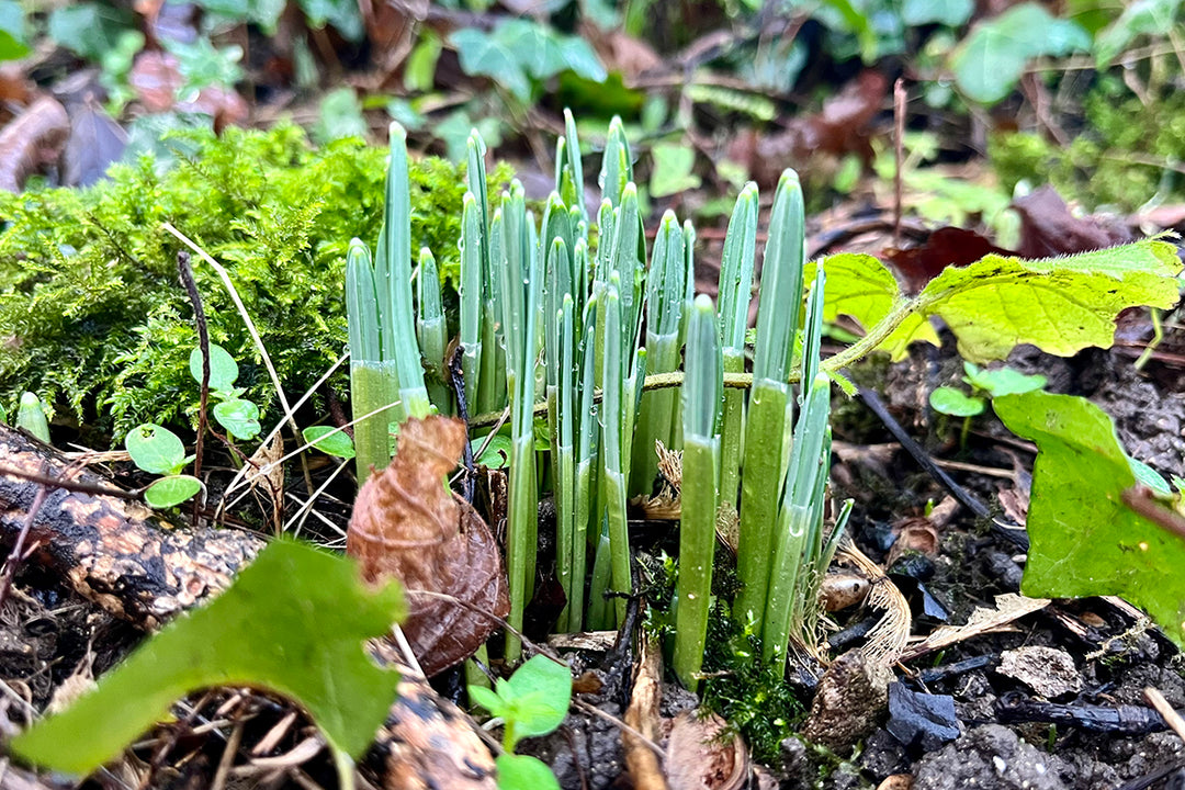 Signs of Spring?