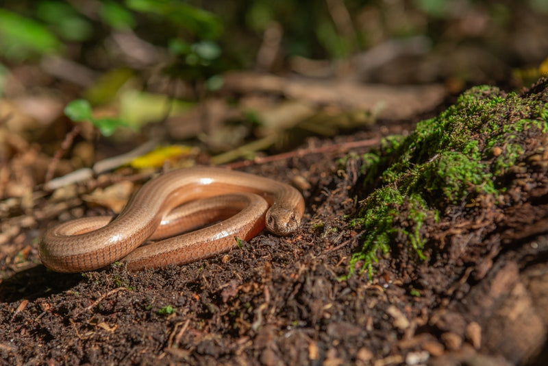 Wildlife In The Garden - Slow Worms – Genus Gardenwear