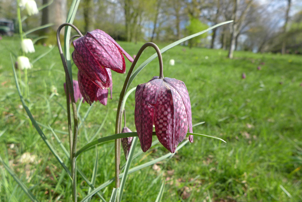 Plant profile - snakeshead fritillary