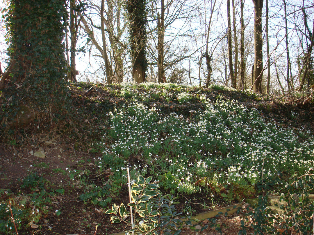 Plant folklore - snowdrops