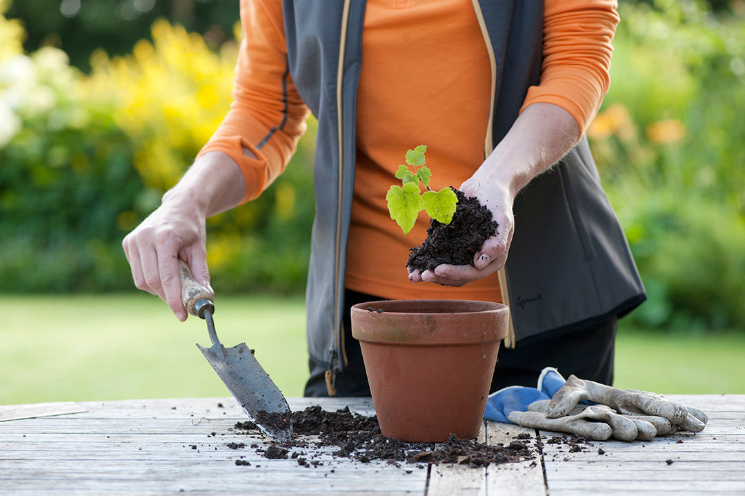 How to ... take softwood cuttings