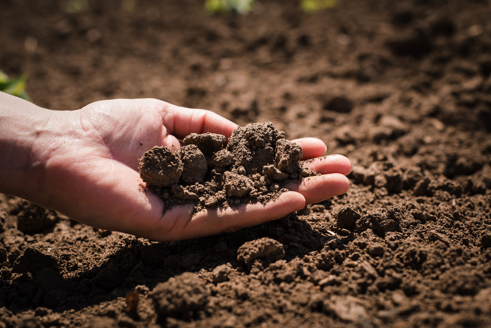 Body, soul and gardening - soil makes you happy