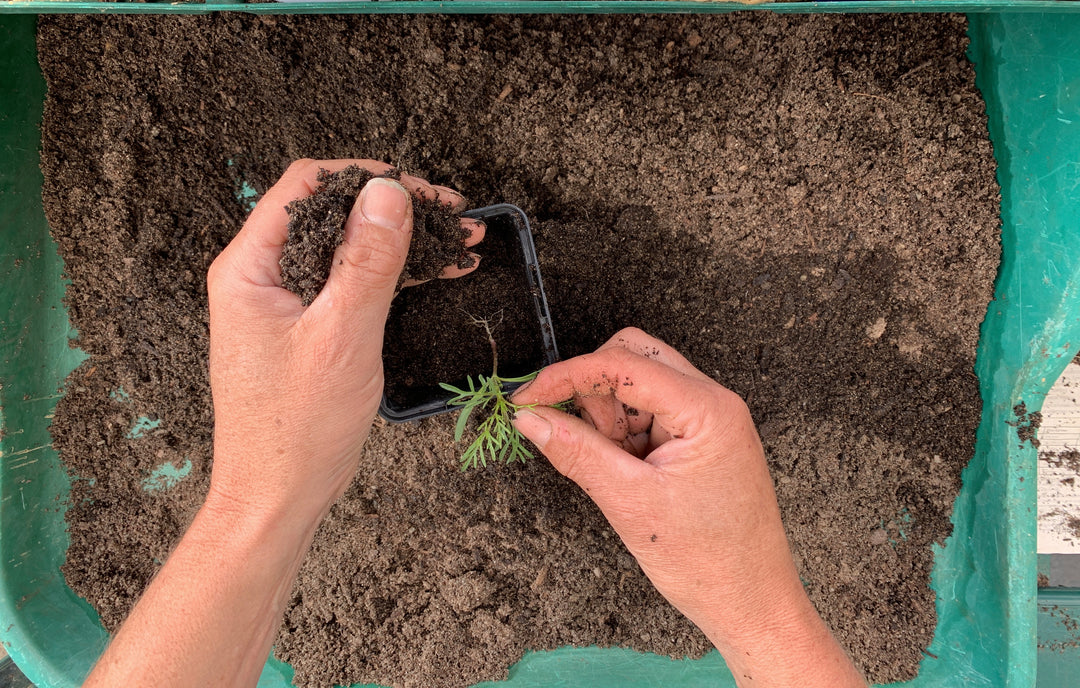 Sowing and mowing