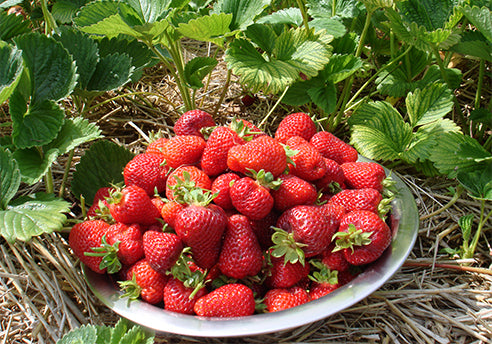 Cotswold strawberries ready for Wimbledon 2019