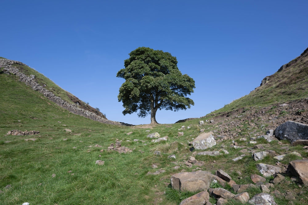 Exceptional trees - Sycamore Gap