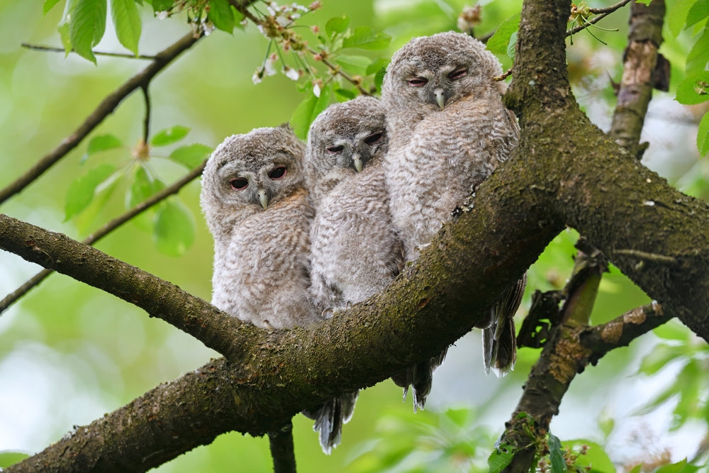 Wildlife in the garden - the tawny owl