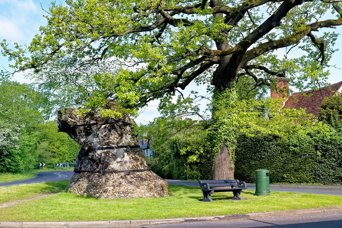 Exceptional trees - The Great Yeldham Oak