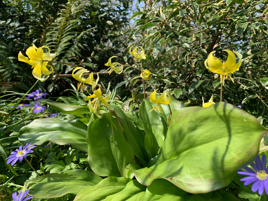 The Woodland Garden