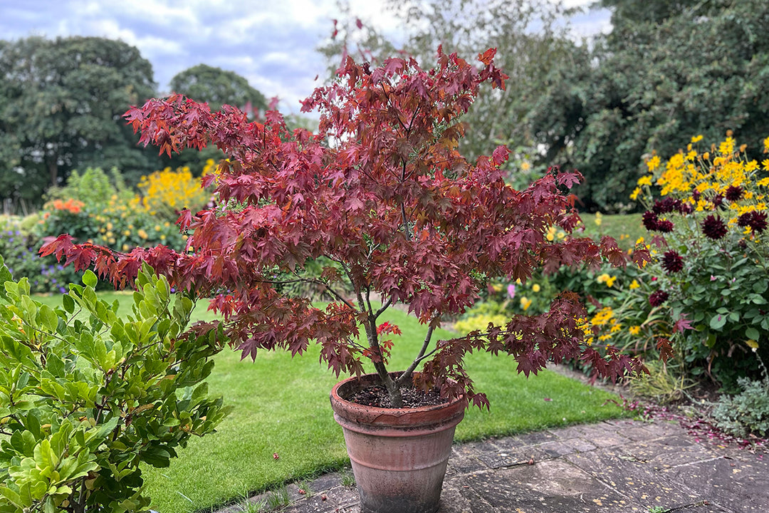 Top of the pots - growing trees in containers