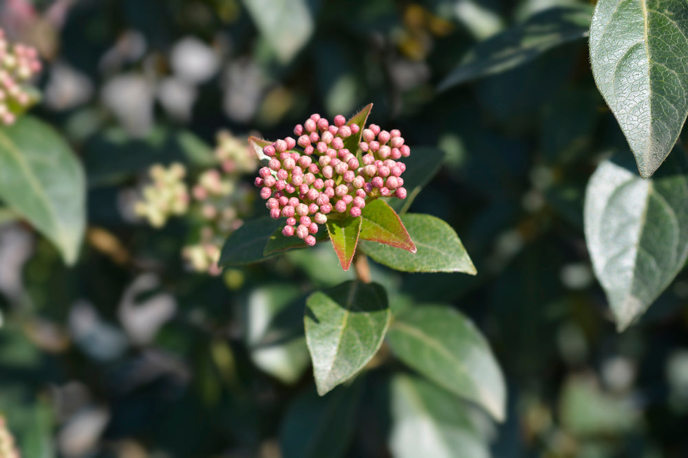 Body, soul and gardening - winter cheer