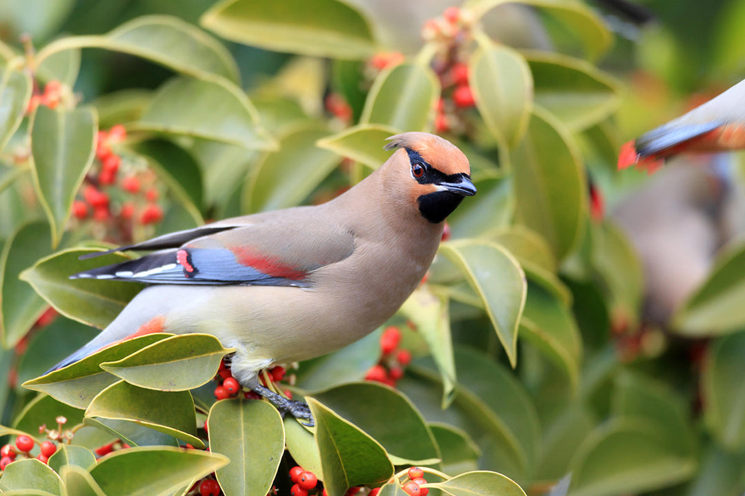 Wildlife in the garden - winter migrants