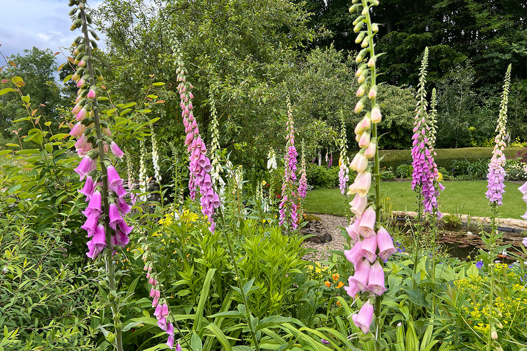 Gardeners' notes - what to do in June