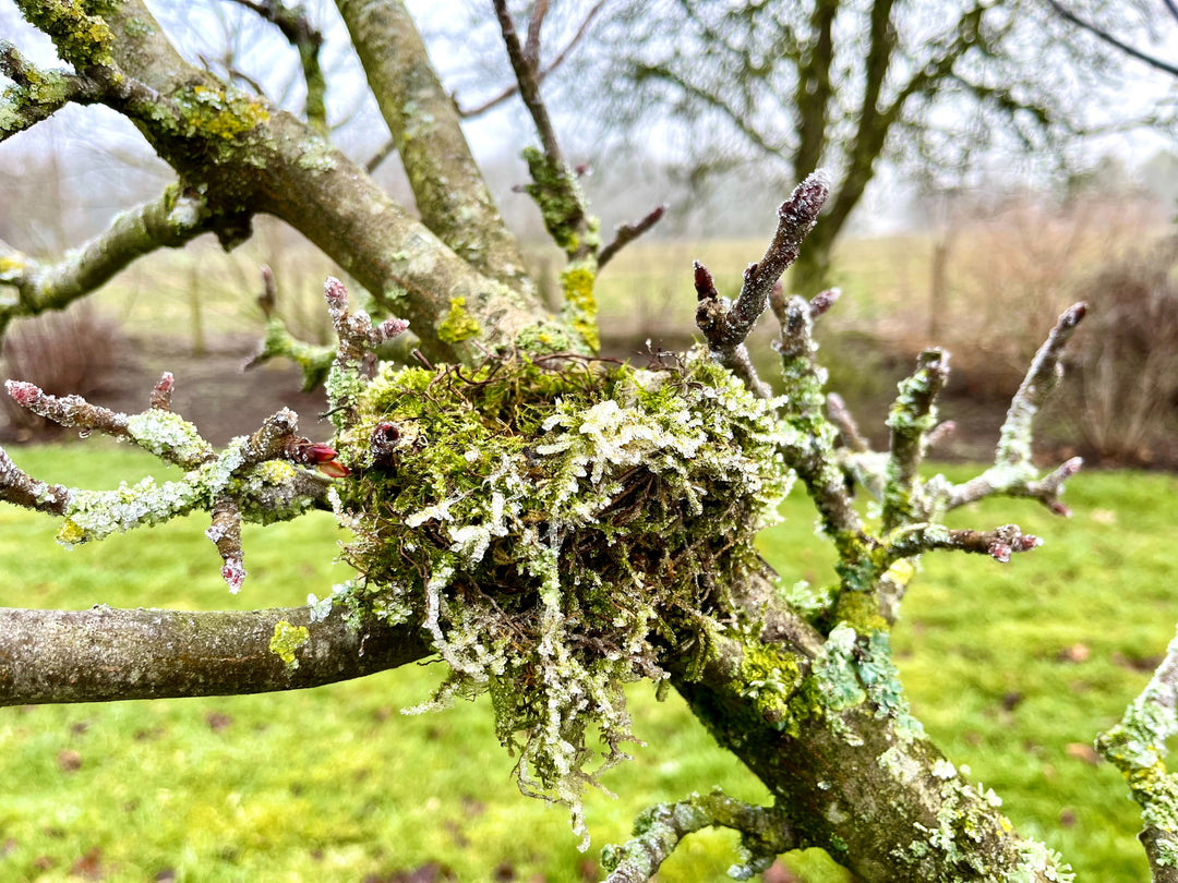 Winter pruning