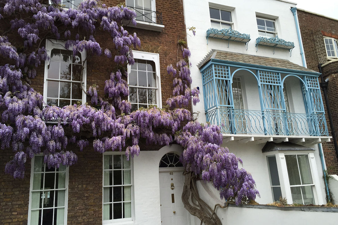 How to... winter prune wisteria