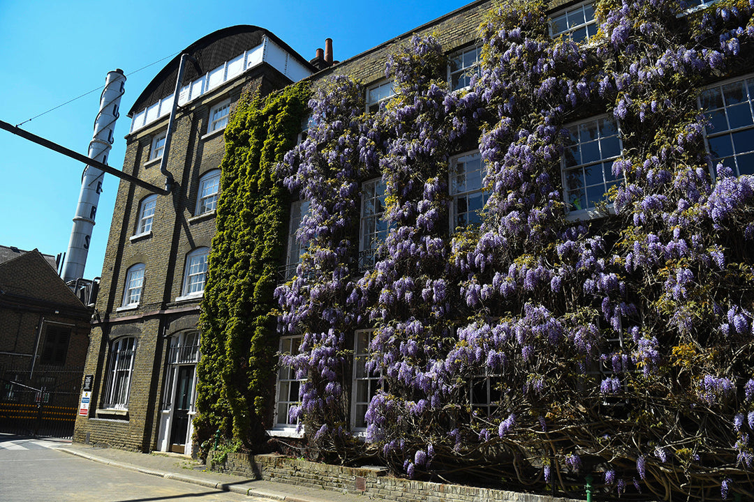 Exceptional trees - Britain's oldest wisteria