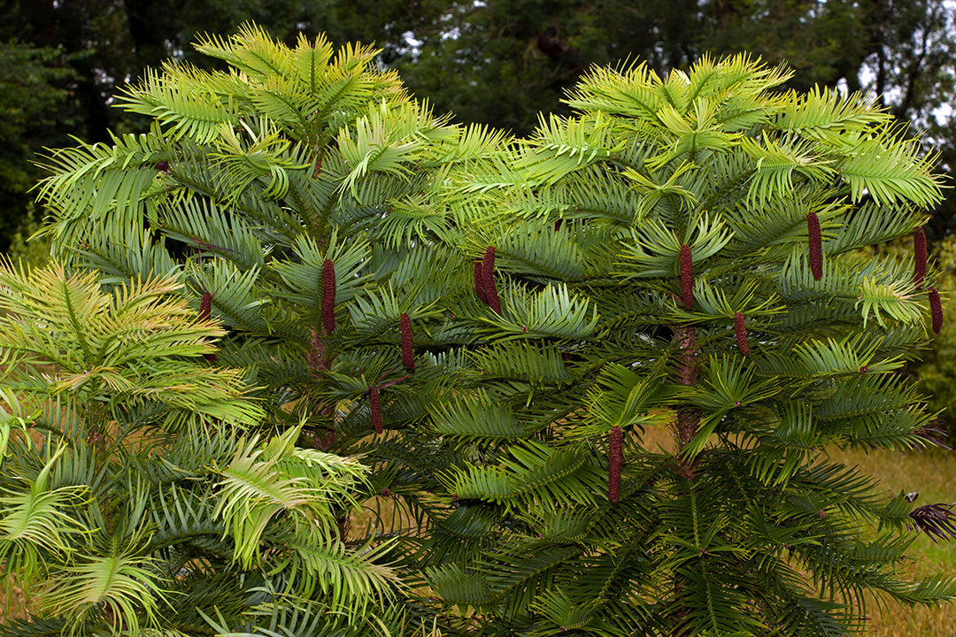 Exceptional trees - Wollemi pine