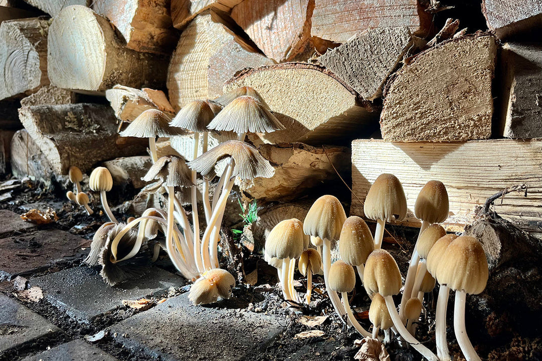 Woodpile wonders - garden fungi