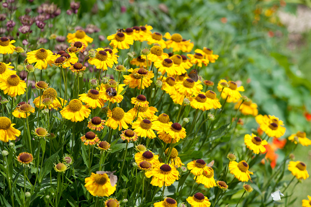 Garden trends - yellow is having a come-back